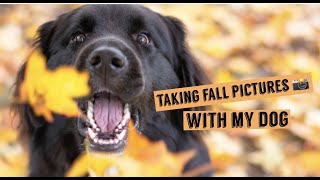 Taking Fall Pictures With My Dog