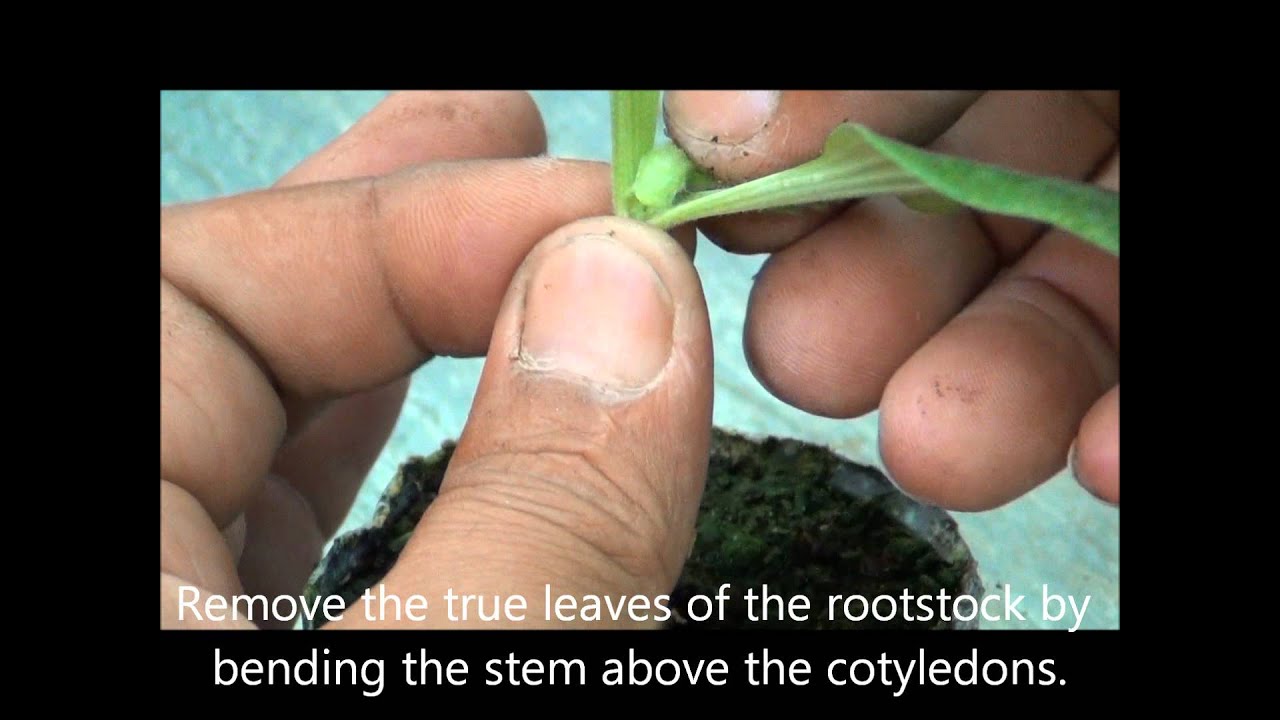 How to graft cucurbits
