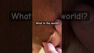 Giant Splinter Removal