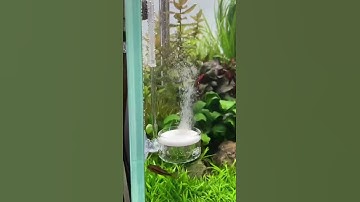 Thumbnail of ADA CO2 Twist Counter & ADA Pollen Glass Beetle 😍 #aquarium #aquascape #aquascaping