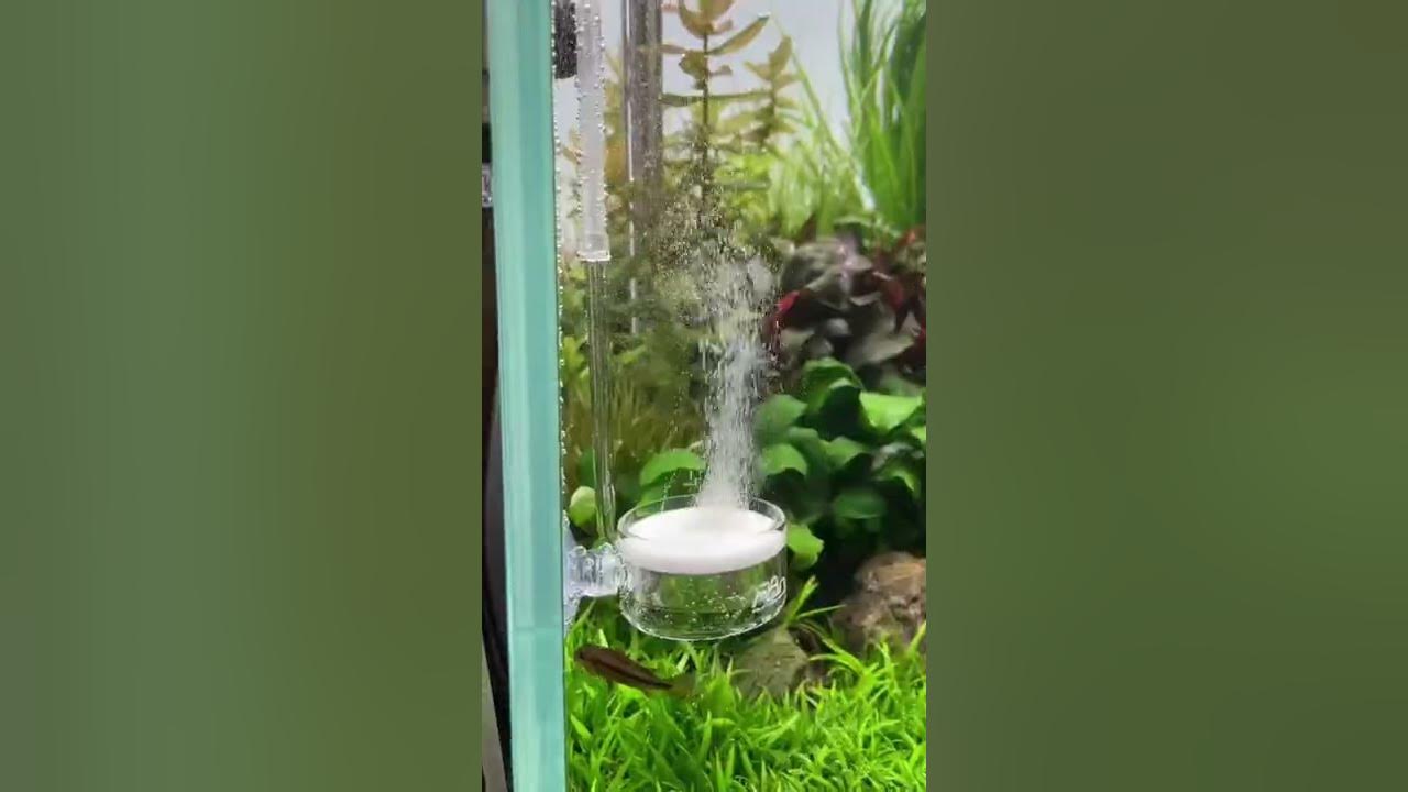 ADA CO2 Twist Counter & ADA Pollen Glass Beetle 😍 #aquarium #aquascape #aquascaping