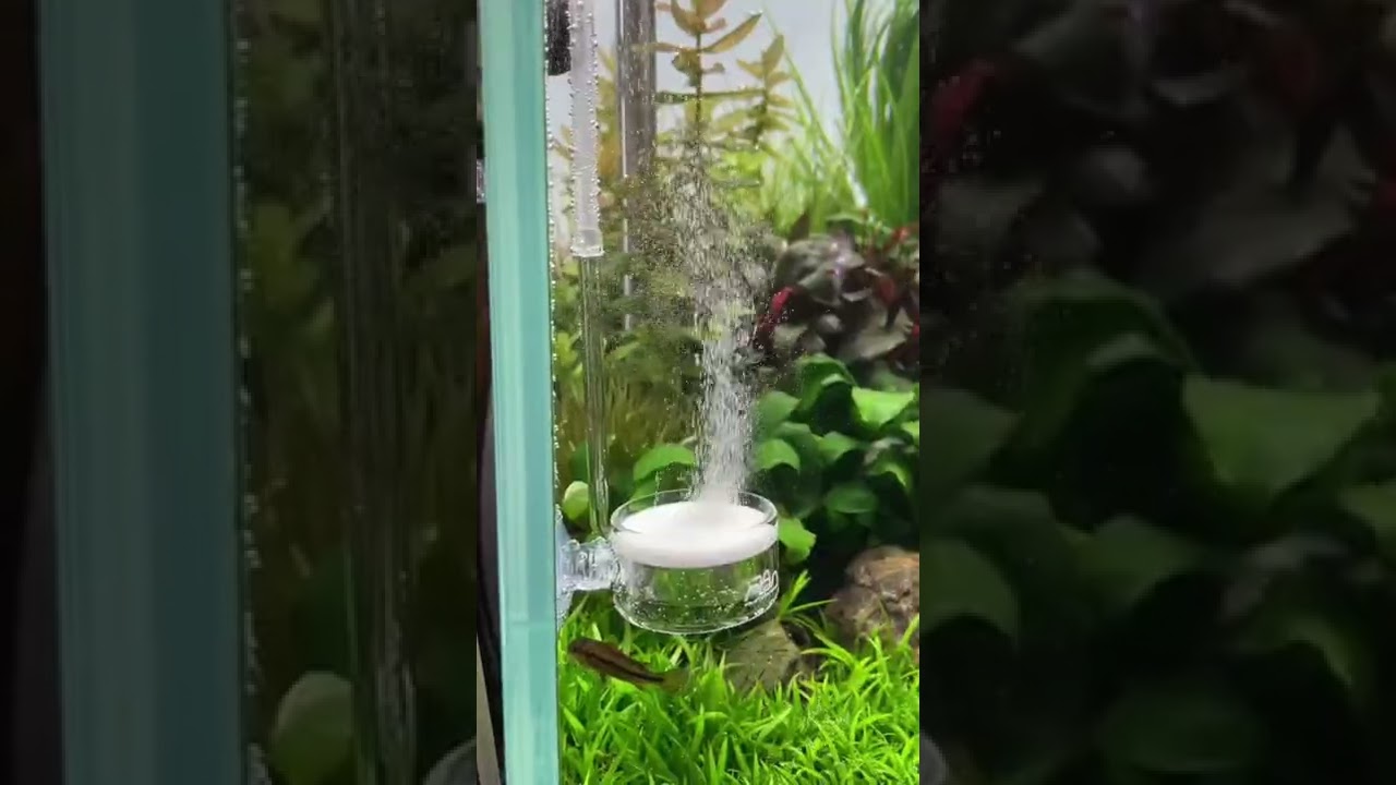 ADA CO2 Twist Counter & ADA Pollen Glass Beetle 😍 