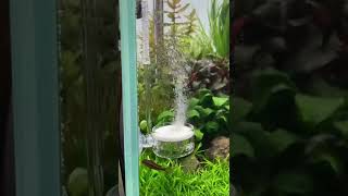 ADA CO2 Twist Counter & ADA Pollen Glass Beetle 😍 #aquarium #aquascape #aquascaping