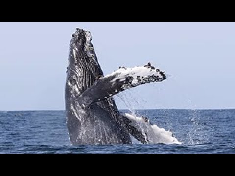 Whale Watching from Reykjavík — Whale watching — video poster