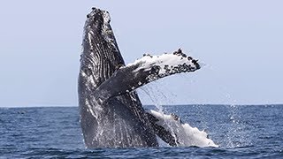 Whale Watching from Reykjavík
