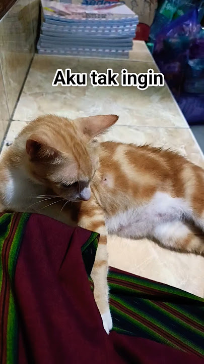 aku tak ingin #cover #music #coversong #cat #imut #fypshort