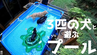 ゴールデンレトリバーも遊べる大きなプール♪