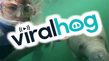Woman Has Friendly Encounter with Manatees || ViralHog