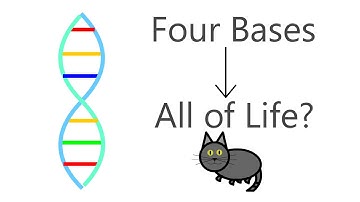 DNA Explained: How Can Four Bases Code For Life?