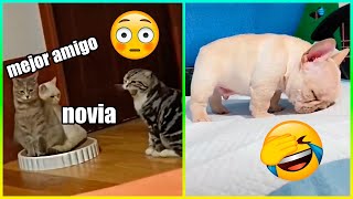 Animales Que Tuvieron Un Mal Día  Parte 3