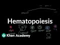 Hematopoiesis | Hematologic System Diseases | NCLEX-RN | Khan Academy