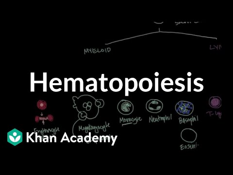 Video: Hematopoezdir, yoxsa hematopoez?