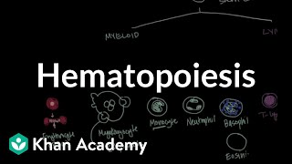 Hematopoiesis | Hematologic System Diseases | NCLEX-RN | Khan Academy