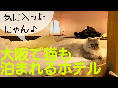 【猫品種ラガマフィン】大阪で猫も泊まれるホテル