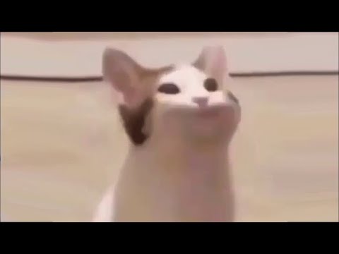 Pop cat meme Bass Boosted | Pop Cat | Know Your Meme