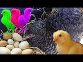 Coucou Hen Harvesting Eggs To Chicks "Roosters And Hens" Breeder / Fish Cutting / Spank Media