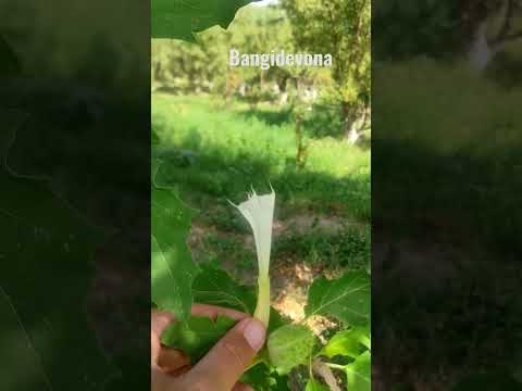 Video: Jimsonweed haqida ma'lumot - Jimsonweed nazorati haqida bilib oling