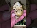 حلزون افريقي كبير #حلزون #حلزون_افريقي #طبيعة_الغابة # snail_lovers #micro_world #Snail