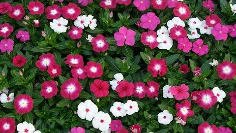 Como escolher as plantas do meu jardim?