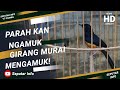 PARAHKAH! MASTERAN MURAI BATU!! SKRING IN KANDANG JOSHT |  eMeS PRO