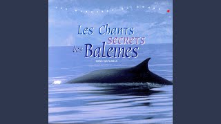 Chants Des Baleines