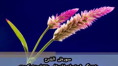 سوره‌تی الشرح به‌ده‌نگی شیخ ماهر المعيقلي به‌ته‌فسیری کوردی