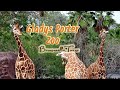 A Day at Gladys Porter Zoo | Full Walking Tour | Brownsville, Texas | HD