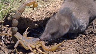 Пожиратель Скорпионов и Змей! Землеройка - маленький, но вечно голодный и агрессивный Монстр!