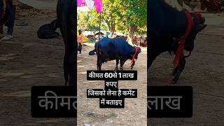 #जिस भाई को