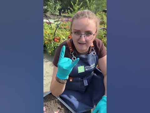 Как разметить грядку под чеснок? - YouTube