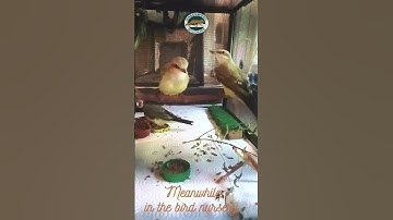 Orphaned Western Kingbirds