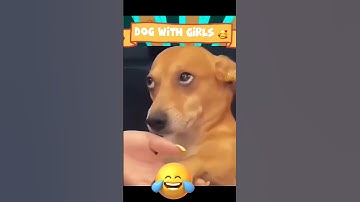 Jack Pandiii 🤣 || Dubbing Dappa #funny #dog #shorts #comedy #shortsfeed #animalvideos #doglover