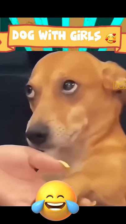 Jack Pandiii 🤣 || Dubbing Dappa #funny #dog #shorts #comedy #shortsfeed #animalvideos #doglover