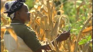 La météo sur les téléphones portables au secours des agriculteurs au Kenya screenshot 3