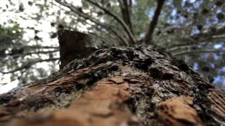 Видеофон Жизнь На Верхушке Дерева