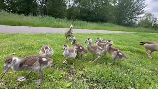 baby duck and mother walking around city amsterdam netherland #amsterdam #explore #foryou