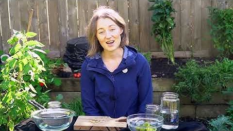 Seed Saving for beginners!