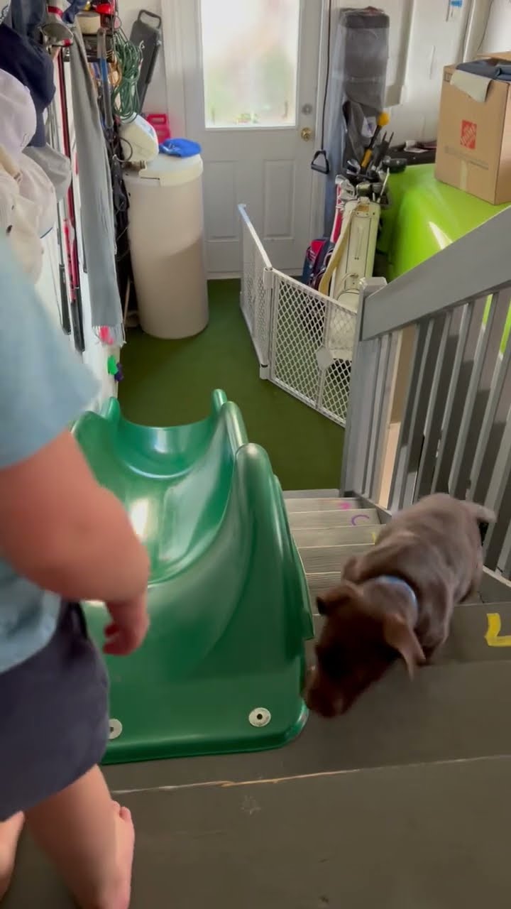 Boy Plays On Slide With Puppy Best Friend || ViralHog