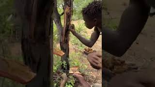 Hadzabe tribe often find wild honey in the forest to eat