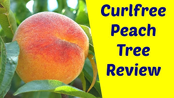 Oregon Curlfree Peach Trees: Resistant to Peach Leaf Curl, Productive and Delicious - Variety Review