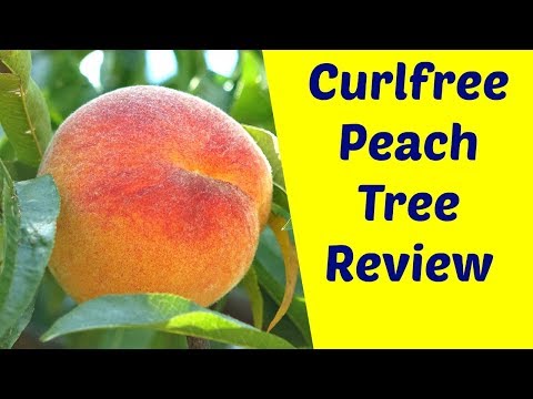 Vídeo: O'Henry Peach Tree Care: Cultivando pêssegos O'Henry no jardim de casa