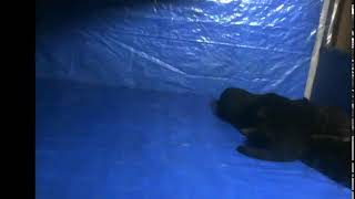 zilla  and cruves puppies Live Stream