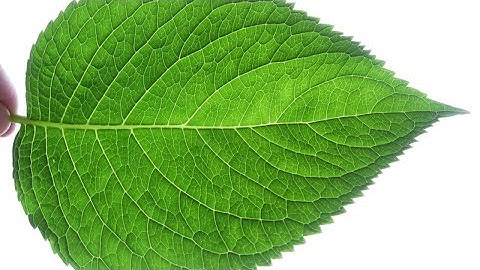 AP Environmental Science - Human Populations