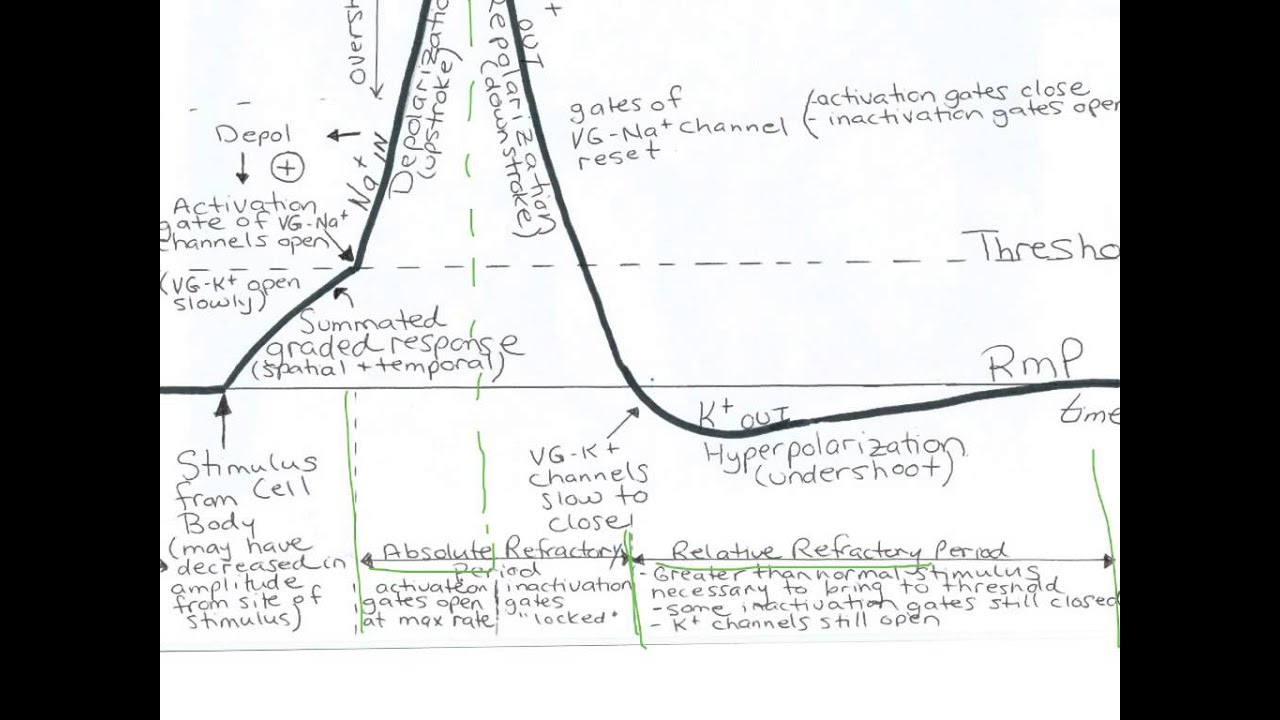 The Action Potential - YouTube