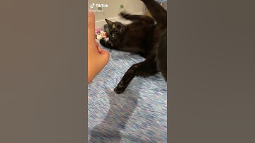 #catnip #cat #catvideo #catvideos #videos #cats #glitch #sleepingcat #glitch #itsbroken
