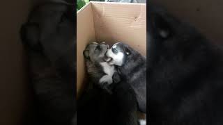 Husky puppies