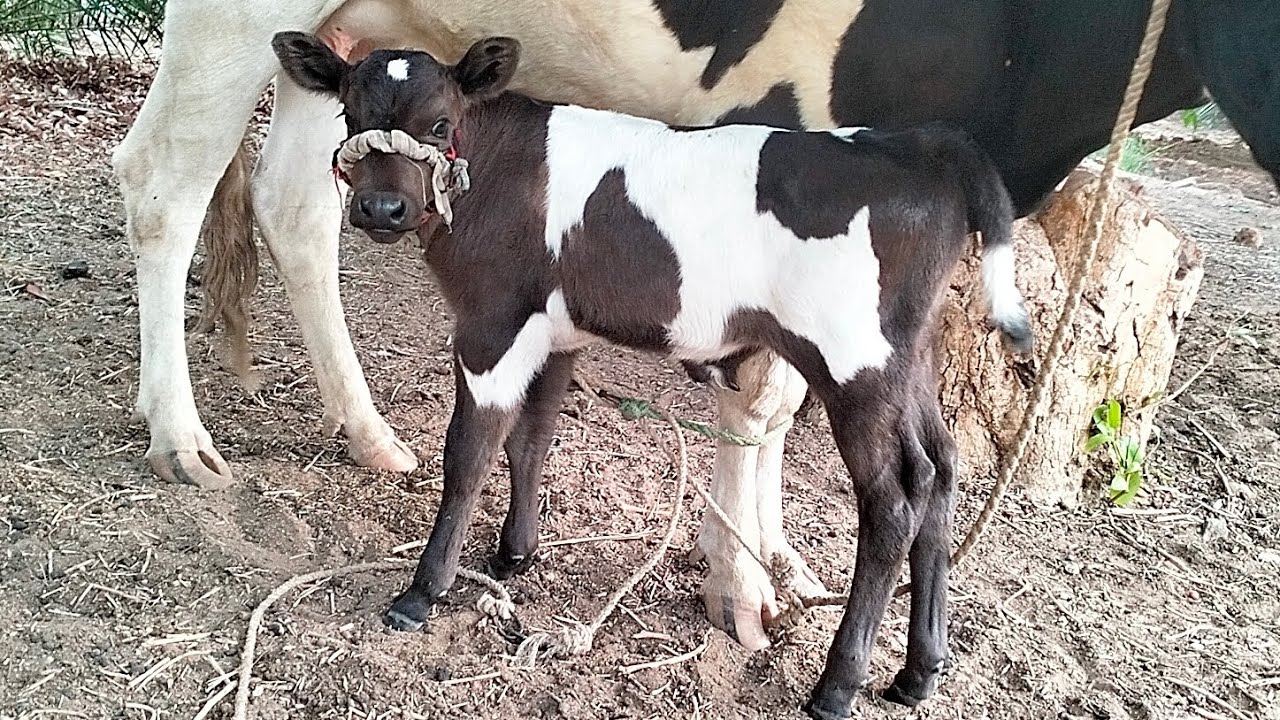 عجل صغير رائع ومنظر امة - Wonderful little calf - YouTube