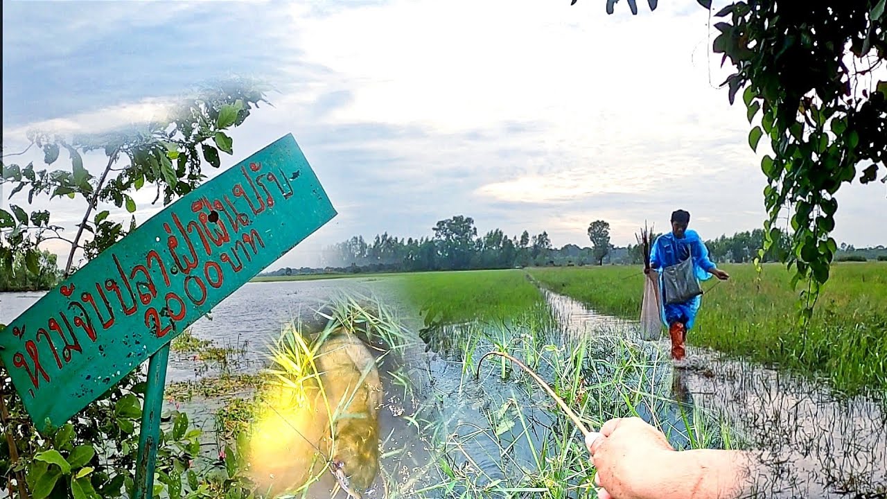 งานเข้าแล้ว!!ใส่เบ็ดนอนคืนหมายห้ามจะรอดไหม?น้ำไหลลาดเต็มทุ่ง