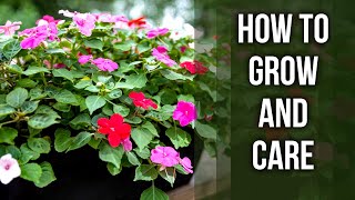 Impatiens – How to grow and care for it