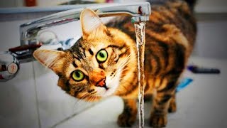 Cats And Water 😻💧 Cute Cats Playing With Water (Part 1) [Epic Life] by Epic People 1,814 views 5 years ago 2 minutes, 54 seconds